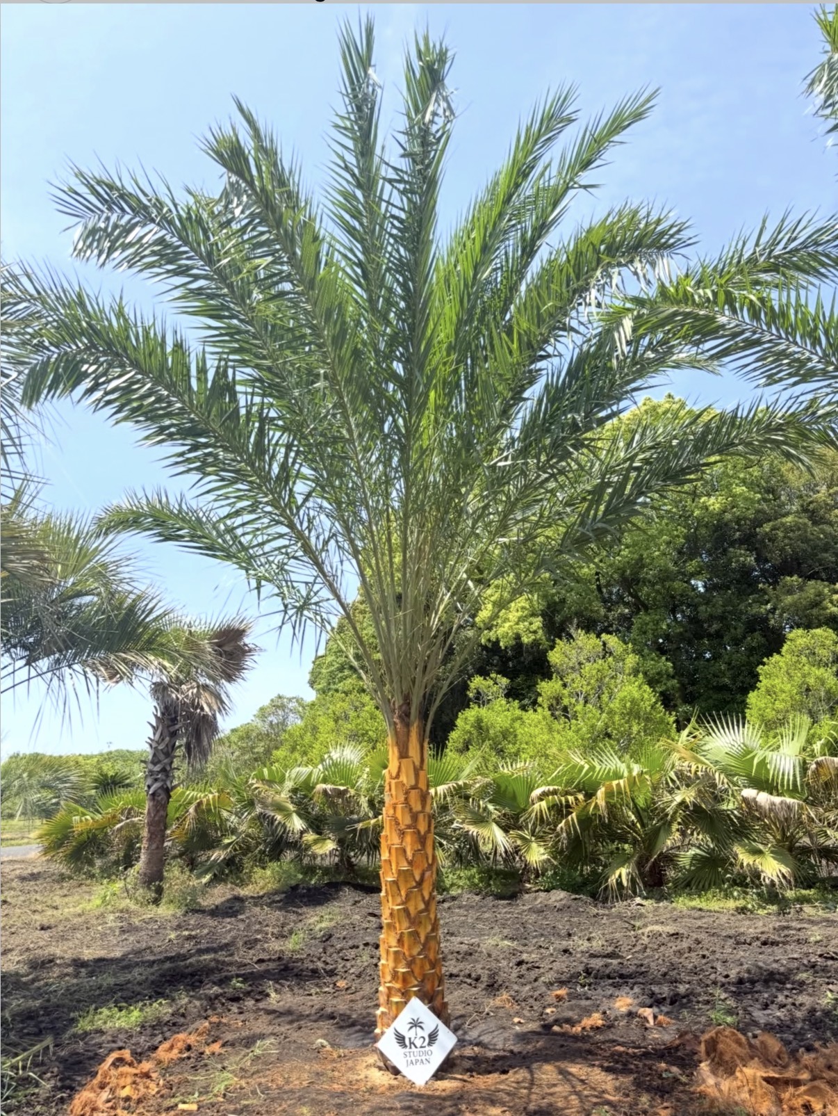 ナツメヤシ(Phoenix dactylifera)