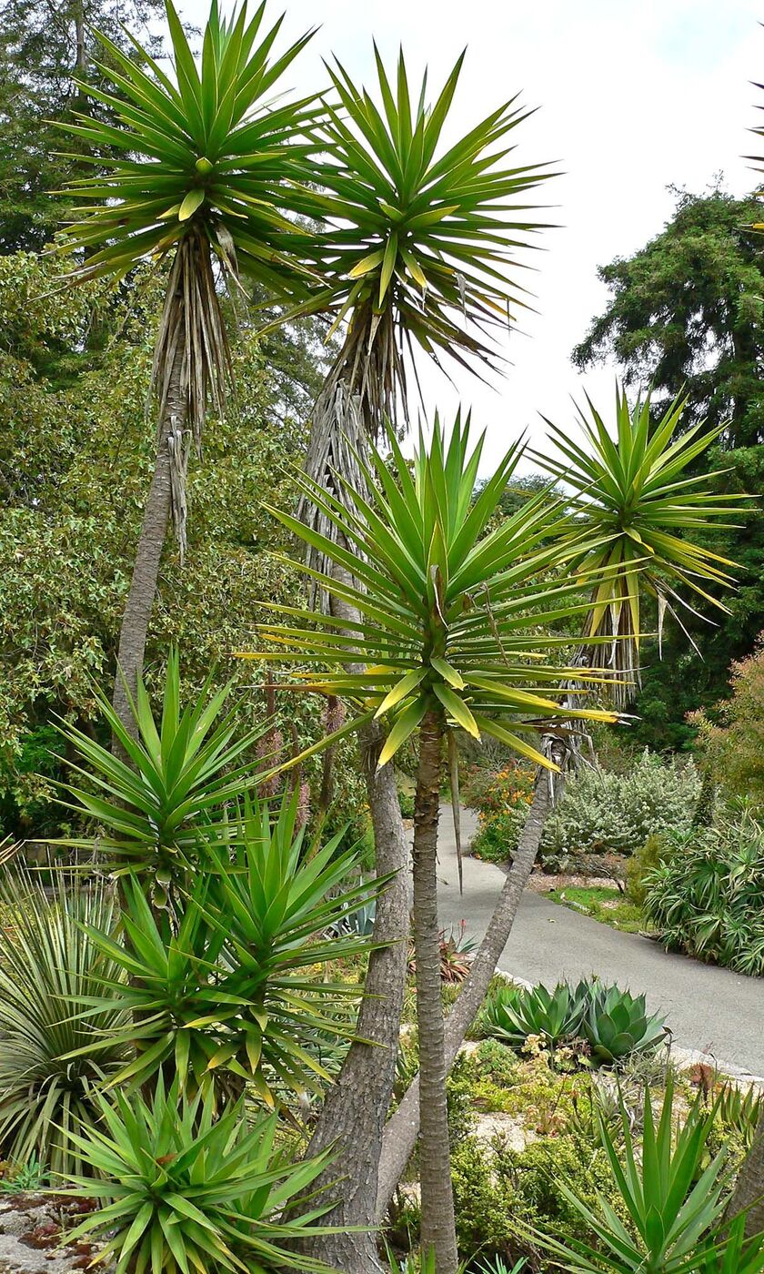 アロエフォリア(Yucca aloifolia)